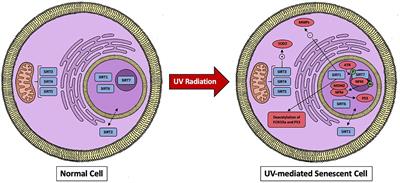 The role of sirtuins in dermal fibroblast function